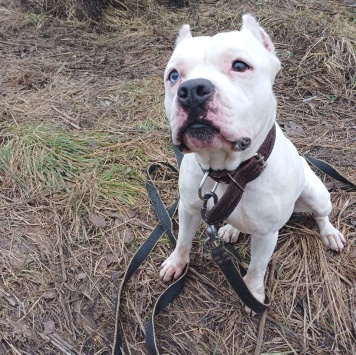 Собаки в добрые руки - Пикачу - 3