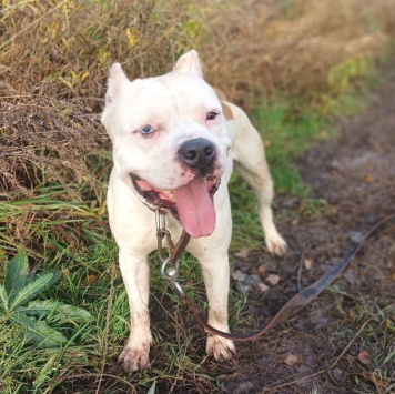 Собаки в добрые руки - Пикачу - 4