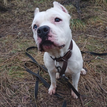 Собаки в добрые руки - Пикачу - 4