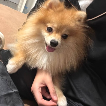 Пропавшие собаки - Миша - 1