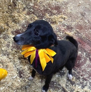 Собаки в добрые руки - Детка