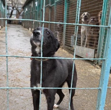 Собаки в добрые руки - Детка - 1