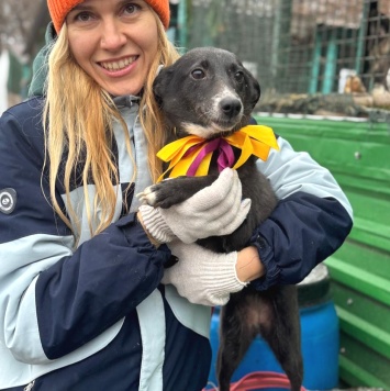 Собаки в добрые руки - Детка - 2