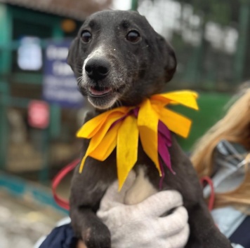 Собаки в добрые руки - Детка - 3