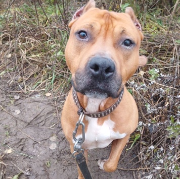 Собаки в добрые руки - Кантемир