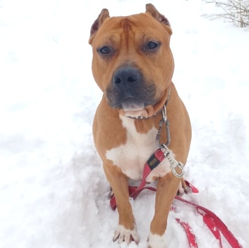 Собаки в добрые руки - Кантемир