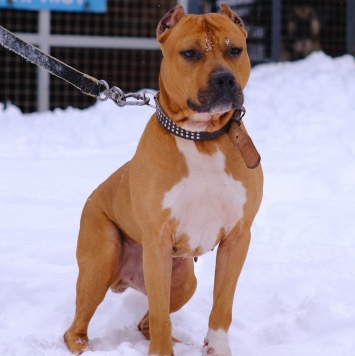 Кантемир - Собаки в добрые руки