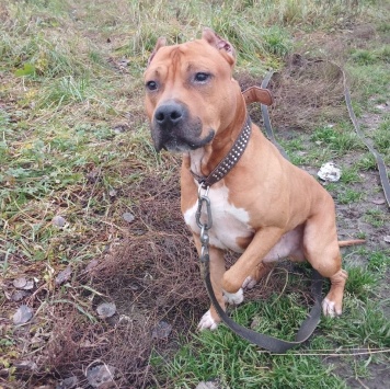 Собаки в добрые руки - Кантемир - 1