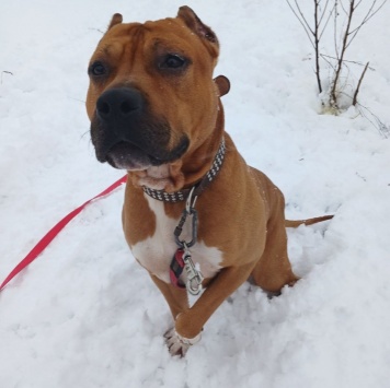 Собаки в добрые руки - Кантемир - 1