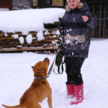 Собаки в добрые руки - Кантемир - 1