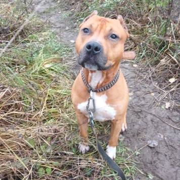 Собаки в добрые руки - Кантемир - 2