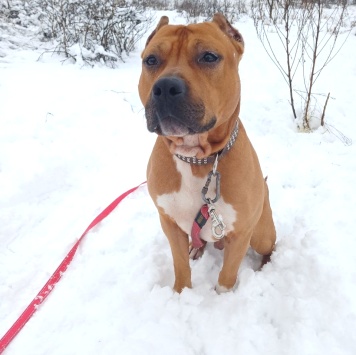 Собаки в добрые руки - Кантемир - 2