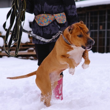 Собаки в добрые руки - Кантемир - 2