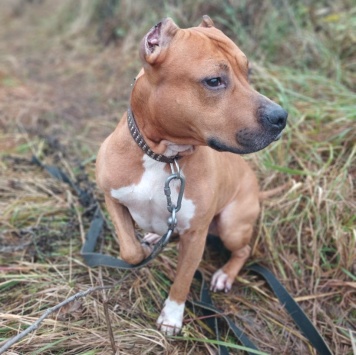 Собаки в добрые руки - Кантемир - 3