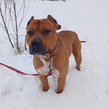 Собаки в добрые руки - Кантемир - 3