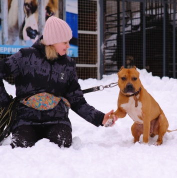 Собаки в добрые руки - Кантемир - 3