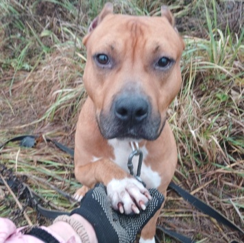 Собаки в добрые руки - Кантемир - 4