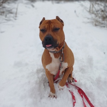 Собаки в добрые руки - Кантемир - 4