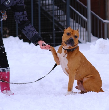 Собаки в добрые руки - Кантемир - 4