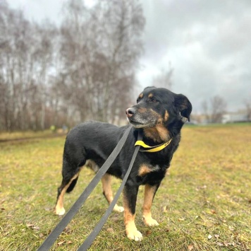 Собаки в добрые руки - Адам