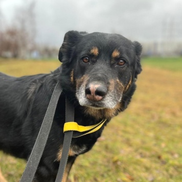 Собаки в добрые руки - Адам - 1