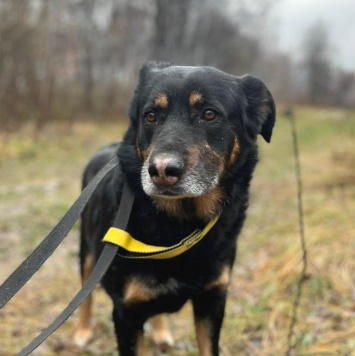 Собаки в добрые руки - Адам - 2