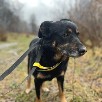 Собаки в добрые руки - Адам - 3