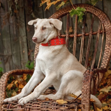 Фаворит - Собаки в добрые руки