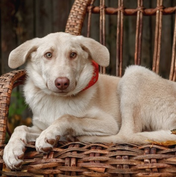 Собаки в добрые руки - Фаворит - 1