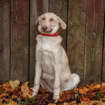 Собаки в добрые руки - Фаворит - 2