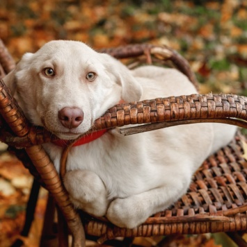 Собаки в добрые руки - Фаворит - 3