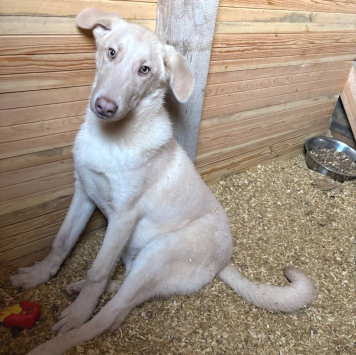 Собаки в добрые руки - Фаворит - 4