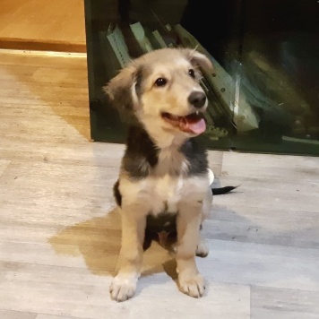 Собаки в добрые руки - Ринго