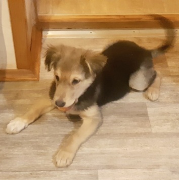 Собаки в добрые руки - Ринго - 1