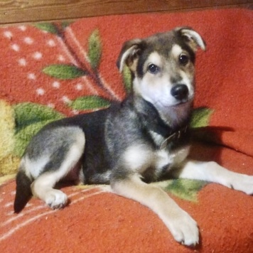 Брут - Собаки в добрые руки