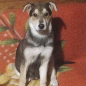 Собаки в добрые руки - Брут - 1