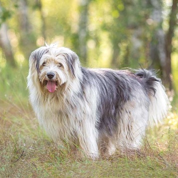 Собаки в добрые руки - Груша
