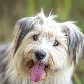 Собаки в добрые руки - Груша - 1