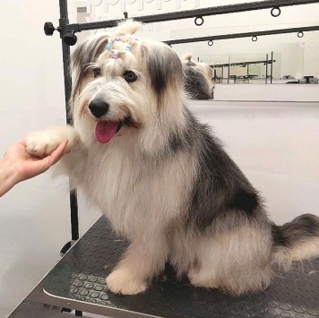 Собаки в добрые руки - Груша - 2