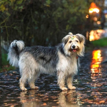 Собаки в добрые руки - Груша - 3