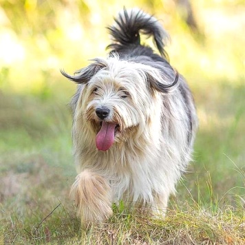 Собаки в добрые руки - Груша - 4