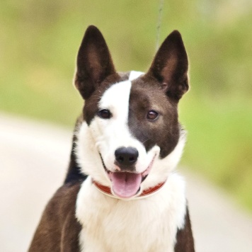 Собаки в добрые руки - Миа