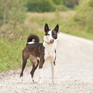 Собаки в добрые руки - Миа - 1