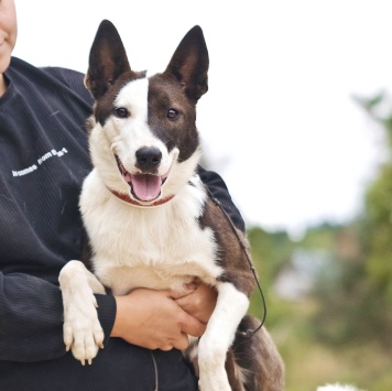 Собаки в добрые руки - Миа - 2