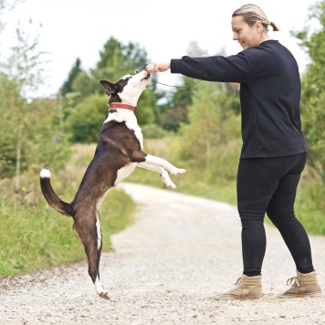 Собаки в добрые руки - Миа - 4