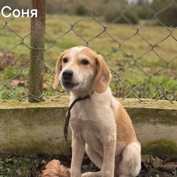 Собаки в добрые руки - Стеша - 1