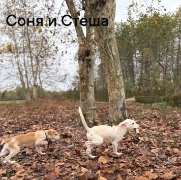 Собаки в добрые руки - Стеша - 3