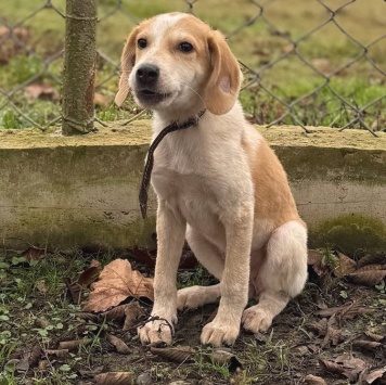 Соня - Собаки в добрые руки
