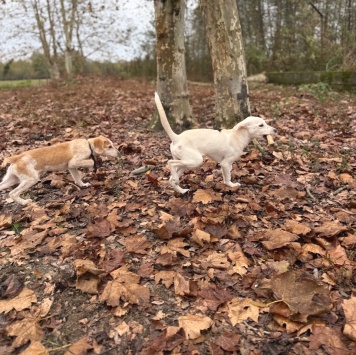 Собаки в добрые руки - Соня - 1