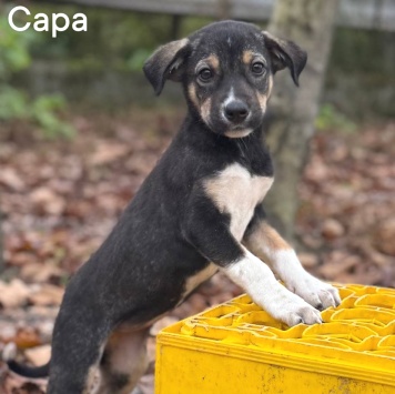 Сара - Собаки в добрые руки